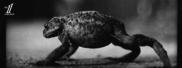 Beyond the pitch: “Emergence” and the human soul of entrepreneurship